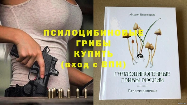 шишки Абаза
